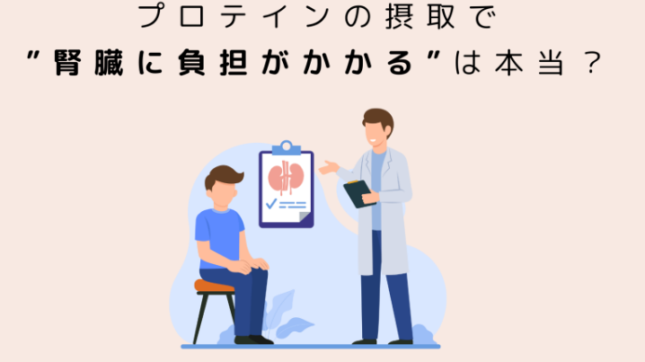 プロテインの摂取で”腎臓に負担がかかる”は本当?プロテインと腎臓について徹底解説!