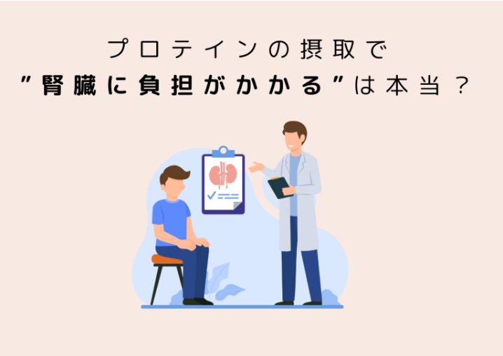 プロテインの摂取で”腎臓に負担がかかる”は本当？プロテインと腎臓について徹底解説！